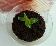 厨王世家小吃培训-奶茶培训产品